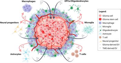 Exosomal non-coding RNAs in glioma progression: insights into tumor microenvironment dynamics and therapeutic implications